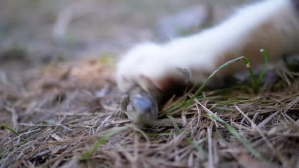 Cat attacca la piccola lucertola verde ferita in erba con zampe stropicciate. Da vicino. — Video Stock