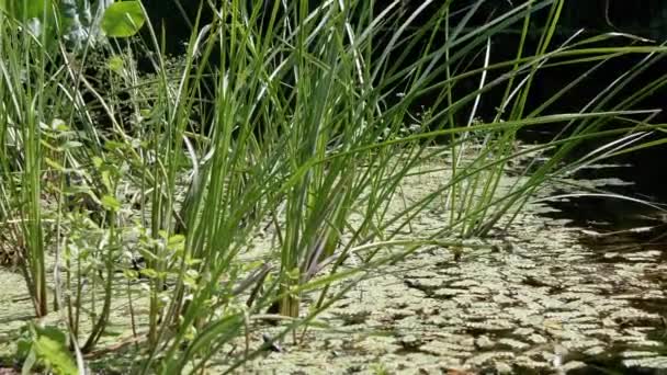 Schöne grüne junge Schilfpflanzen wachsen auf dem Wasser im Teich. Aus nächster Nähe. Zeitlupe — Stockvideo
