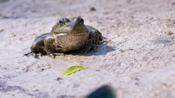 Green Reed Frog se sienta en la arena húmeda a la luz del sol y mira en la cámara cerca del río — Vídeos de Stock