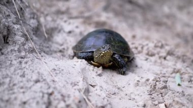 Avrupa Gölet Kaplumbağası Islak ve Kum Üstünde Oturuyor. Yavaş çekim