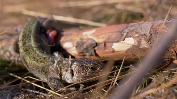 Verwundete grüne Eidechse sitzt auf einem Baumstamm in einem Laubwald. 4K — Stockvideo