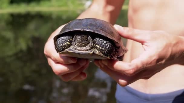 강 옆에 서 있는 수컷 이 연못 거북이를 손에 잡고 있다. 줌 — 비디오