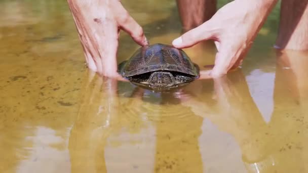 Мужские руки погружают пойманную черепаху в реку. 4К. Закрывай. Медленное движение — стоковое видео