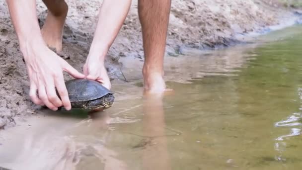 Muž vypustí do vody rybníkovou želvu na břehu řeky. 4K. Zavřít — Stock video