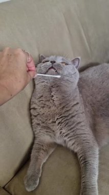 Vertical medium shot gray British Shorthair cat biting white cotton swab held by hand, showing yellow eyes, teeth, and paws grabbing Q-tip on beige sofa in bright casual indoor home context.