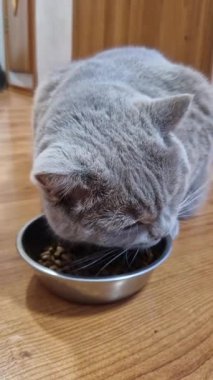 Close-up vertical shot of a domestic grey cat eating dry kibble from a silver metal bowl, showing its fur texture and focused attention on the meal on a wooden floor.