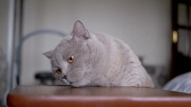 Close-up, A domestic grey British Shorthair cat intently licks a wooden chair surface with its pink tongue, showcasing curiosity and meticulous grooming habits. Slow motion.
