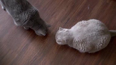 Top view, Two adorable grey British Shorthair cats, one darker and one lighter, curiously sniff the rich wooden floor, creating a warm and domestic atmosphere. Ideal for pet-related content.