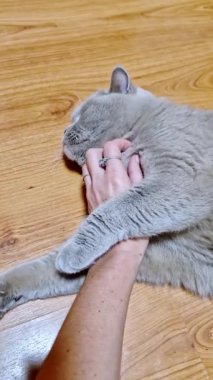Dikey olarak, bir kadın ahşap zeminde yatan tüylü bir İngiliz Shorthair kedisini nazikçe okşar. Gri kedi patisini koluna dayamış evcil hayvanla sahibi arasındaki yakın bağı gösteriyor..