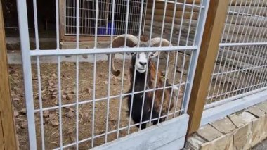 Büyük boynuzlu bir mouflon koçu, hayvanat bahçesinin etrafındaki metal parmaklıkların arkasında duruyor. Çiğniyor ve arkasında ahşap bir yapı olan toprak ve saman zemininde kameraya doğru bakıyor..