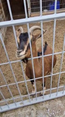 Dikey olarak, A kişisi kahverengi boynuzlu bir keçiyi bir kalemin gri metal parmaklıklarından geçirir. Hayvan, evcil hayvan çiftliğinde kumlu bir muhafaza içinde elini kokluyor ve insan-hayvan etkileşimini ve bakımını gösteriyor..