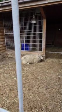 Çitlerin arasından çekilen görüntülerde çamurlu zeminde dinlenen tüylü, tüylü, beyaz bir koyun görülüyor. Köy ahşap bir ahşap binanın yanına saman saman saçılmış..