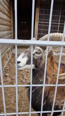 Kafes parmaklıklarından dikey görüş, kameraya büyük eğri boynuzları olan bir Mouflon koçun karanlık kapı aralığında parlayan gözleri ile karanlık ahşap bir ahıra doğru yürüdüğünü gösteriyor..