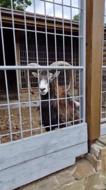 Beyaz kafes parmaklıklarının arkasında çiğneyen büyük boynuzları olan muflon koçun dikey görüntüsü, arka planda ahşap bir yapı ile çevrili olan hayvanat bahçesinde kahverengi ve siyah kürkünü gösteriyor..