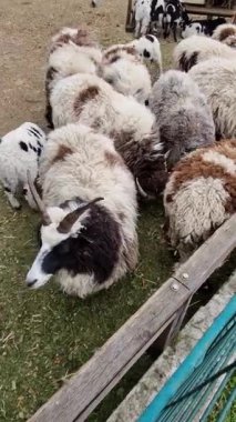 Piebald Jacob 'ın koyun sürüsünün çiftlik muhafazasında yediği yüksek açılı manzara, kendine özgü dört boynuzlu koç, tüylü yün palto ve bir besleyicinin yanındaki kuzuları gösteriyor. Sosyal medya kullanımı için dikey bir klip.