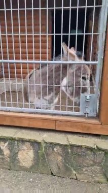Kapalı bir alanda duran gri eşeğin dikey görüntüsü, metal bir parmaklığın arkasındaki beyaz ağızlık, hayvanat bahçesinde ya da çiftlikte tahta bir kalemin zemininde kum, hayvan tutsaklığını temsil ediyor..