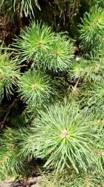 Kozalaklı ağaç dalında sallanan yeşil çam iğnelerinin detaylı görüntüsü. Kamera, parlak güneş ışığıyla aydınlatılan keskin yeşil yaprakların dokusunu yakalar..