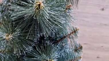 Yapay bir Noel ağacındaki yeşil plastik iğnelerin yakın plan çekimi. Çam dallarının uçları, Aralık ayı için klasik bir kış tatili dekorasyonu olan sahte beyaz karla kaplıdır..