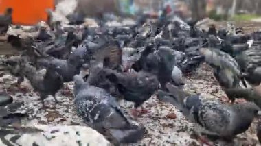 Büyük bir güvercin sürüsü yere saçılmış tohumları çılgınca gagalıyor. Düşük açılı perspektif, kanat çırpan kaotik kanatları ve yiyecek rekabetini yakalar.