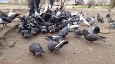 Şehir güvercini sürüsü bir parkta yerden yiyecek yiyor. Düşük açılı perspektif, aç kuşların kaotik hareketlerini ve kanat çırpan kanatlarını yakalar..