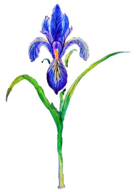Menekşe iris