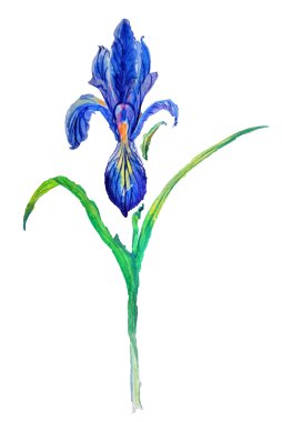 Menekşe iris