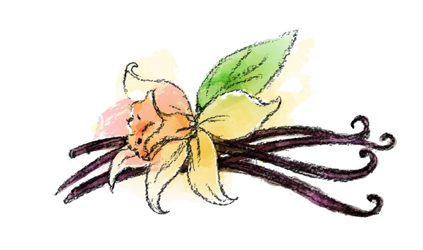 Ванильные стручки и цветок — стоковый вектор