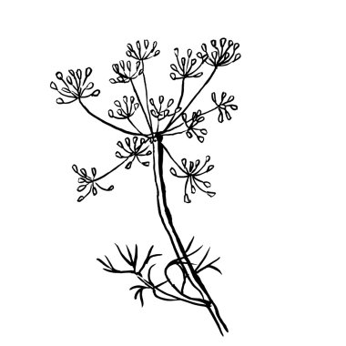 Beyaz arka plan üzerinde izole dereotu kümesi. Elle çizilmiş vektör çizim, eskiz. Tasarım öğeleri.