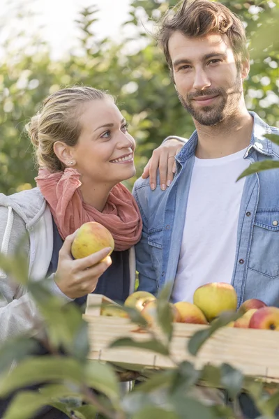 Pareja joven recogiendo manzanas orgánicas en el huerto . — Foto de Stock