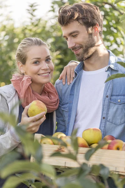 Pareja joven recogiendo manzanas orgánicas en el huerto . — Foto de Stock