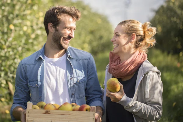 Jong koppel biologische appels plukken in de boomgaard. — Stockfoto