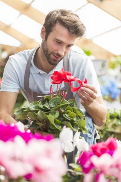 Florista masculino segurando uma flor — Fotografia de Stock