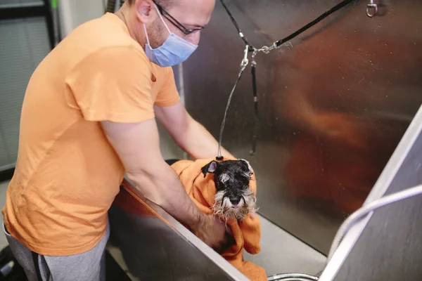 Grooming Schnauzer professional hairdresser with mask. Hairdresser dries with a towel a Schnauzer.