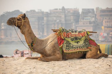 Varanasi Hindistan 'da kum üzerinde dinlenen deve.