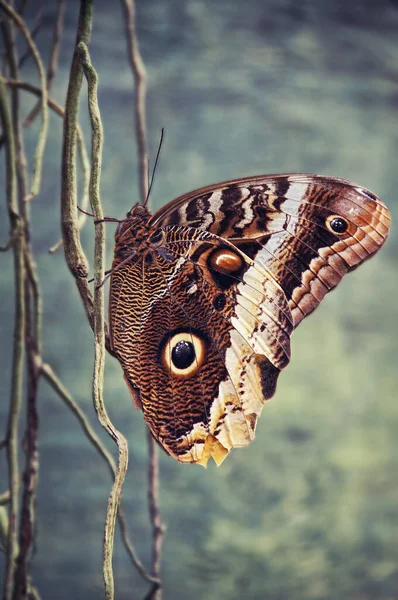 Giant Owl Butterfly Perching Aerial Roots Tropical Plant — 图库照片