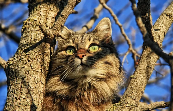 Katze Auf Einem Baum Schaut Die Sonne — Stockfoto