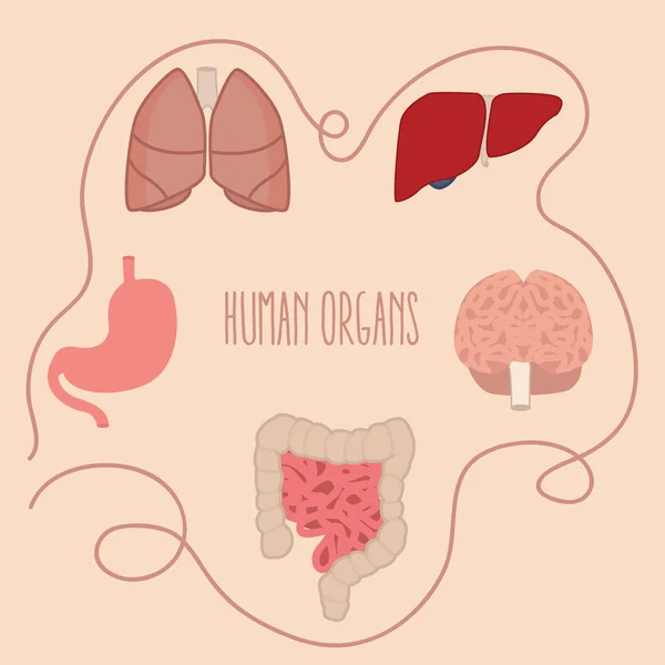 Human organs parts illustration lung intestine brain liver vector — Stock Vector