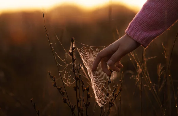 Cobweb Naturen Morgonen Cobweb Morgonen Handen Rör Spindelväven Fobi Araknofobi — Stockfoto