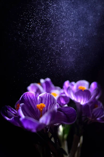 Purpurfarbene Krokusse Auf Dunklem Grund Unter Sprühregen Frühlingsblumen Frühlingsregen Stockbild