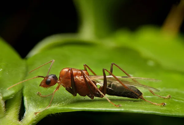 Macro of Flying ants on green leaf in rainny season. Male Ant with wing on green leave.