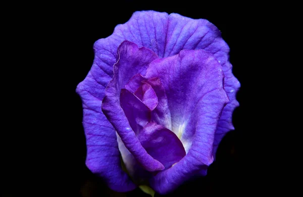 Butterfly pea flowers on black background.Close up of Blue Pea or Clitoria ternatea isolate on black background.