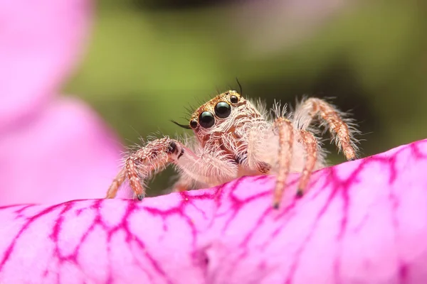 Araignée Sauteuse Sur Les Fleurs Roses Dans Jardin Hyus Araignée — Photo