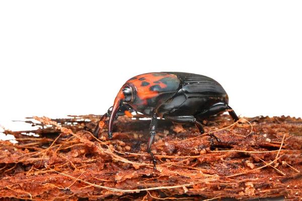 Rode Palmsnuitkever Rode Strepen Palmsnuitkever Het Kokosnoot Schutblad Aziatische Palmsnuitkever — Stockfoto