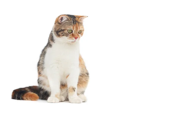 Scottish Fold Cat Sitting White Background Calico Cat Looking Something — Stock Photo, Image