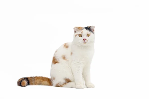 Schottische Faltkatze Sitzt Auf Weißem Hintergrund Calico Cat Looking Camera — Stockfoto