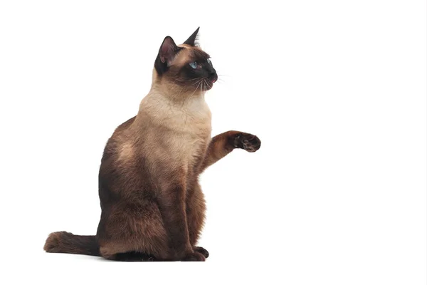Siamesische Katze Mit Blauem Auge Sitzt Auf Weißem Hintergrund Blauer — Stockfoto