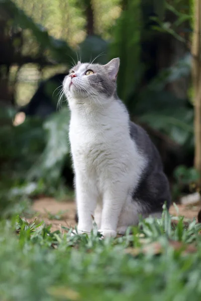 Retrato Gato Curvo Escocês Estão Sentados Jardim Com Grama Verde — Fotografia de Stock