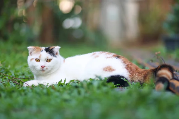 Scottish Fold Cat Sitting Garden Green Grass Calico Cat Looking — Stock Photo, Image