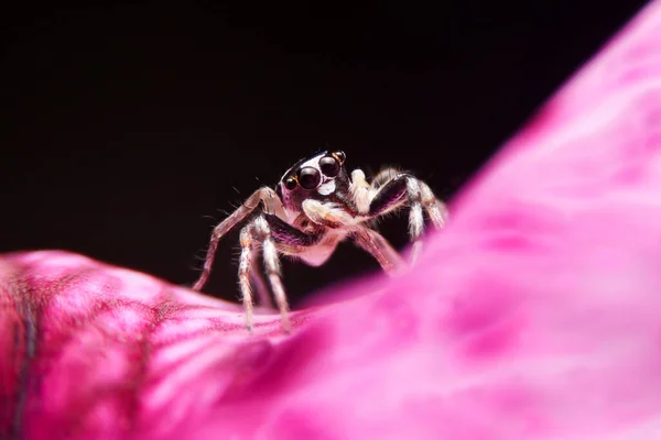 Araignée Sauteuse Sur Les Fleurs Roses Dans Jardin Hyrus Araignée — Photo