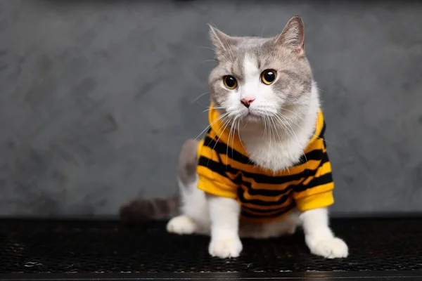 灰色の背景のテーブルの上に座っている黄色のシャツを着たスコットランドの折りたたみ猫 冬の猫のファッションコート — ストック写真